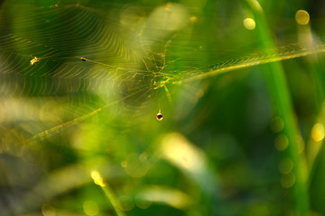 dew on spider's web morning time and presenting nice view