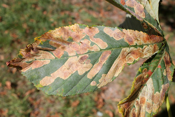 Mines of Horse-chestnut leaf miner or Cameraria ohridella on leaf of common horse-chestnut or...