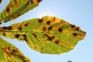 Mines of Horse-chestnut leaf miner or Cameraria ohridella on leaf of common horse-chestnut or...