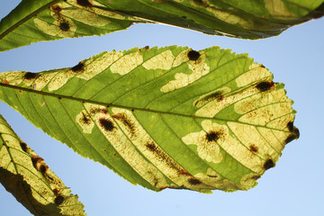 Mines of Horse-chestnut leaf miner or Cameraria ohridella on leaf of common horse-chestnut or...