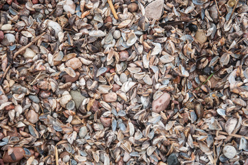 Scattering of seashells on the Curonian spit