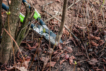 Secateur cuts the trunk of a young sprout