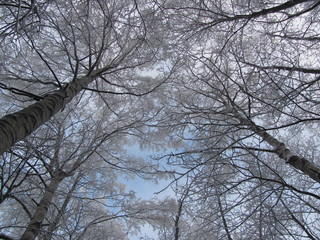 Tops of trees against a blue sky in winter