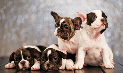 Four puppies of the French bulldog lies on the floor of the boards.