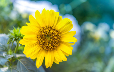 Grußkarte Sonnenblume