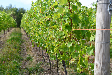 Moseltal in der Nähe von Reil (Weinberge)
