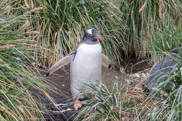 penguin in the arctic