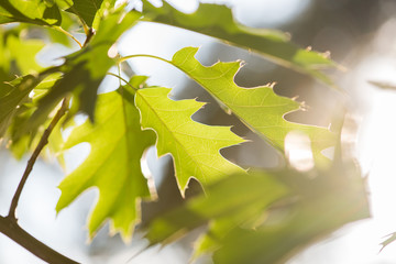 Oak foliage in sun backlight