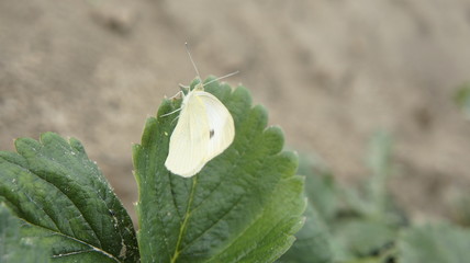 motyl biały natura