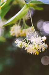 Branch of Linden flowers Blossom with Fresh Green Leaf