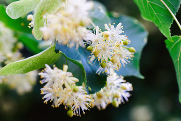 Branch of Linden flowers Blossom with Fresh Green Leaves