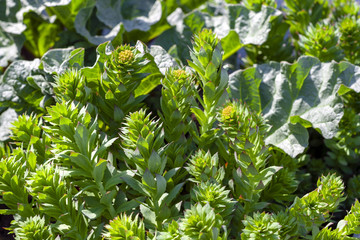 Green stems of Rhodiola rosea in spring, close-up.