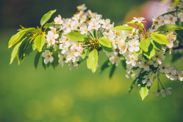 Flowering branch of a tree