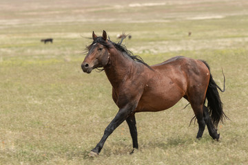 Wild Horse in Utah in Summer