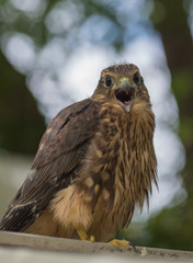 Merlin fledgling
