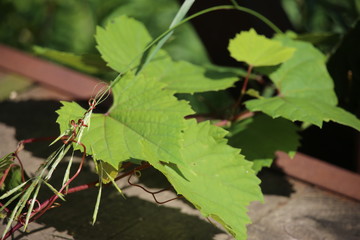 A closeup of a wild grape vine growing through the wood slats on the pedestrian bridge at the park