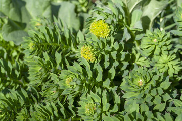 Green stems of Rhodiola rosea in spring, close-up.