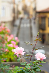 Garden near Street / Gentle blooming rose plant and street at background in town of La Orotava, Tenerife, Canary Islands