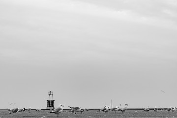 Black and white birds on lake