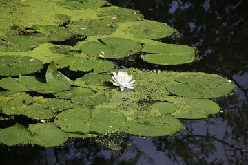 Obraz na płótnie Canvas A white and yellow water lily in the pond at the park