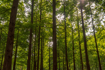Fototapeta na wymiar Refreshing Namisum park Forest at summer 