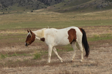 Fototapeta na wymiar Wild Horse in Utah in Summer