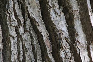 A close up of the bark on a mature tree in the forest