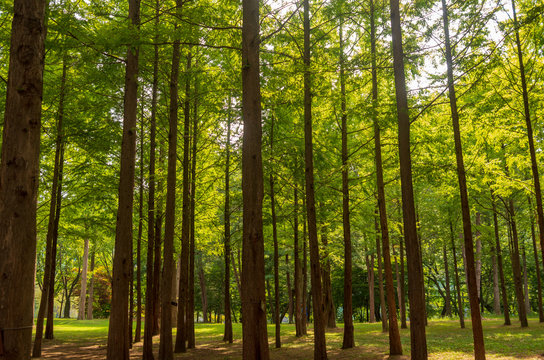 Refreshing Namisum Park Forest At Summer 