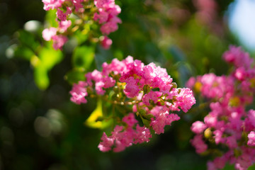 pink flowers in garden