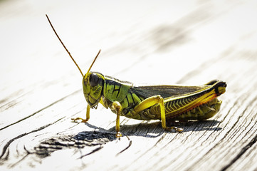 Grasshopper