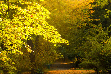 Autumn in the park. Krakow