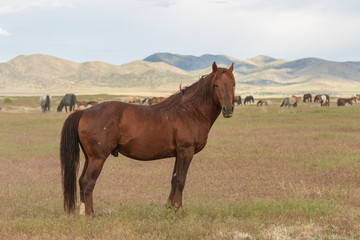 Wild Horse in Utah in Summer