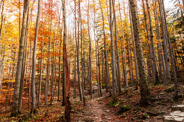 Autumn in the forest. Orange leaves.