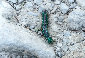 Green caterpillar