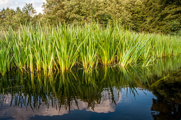 Fototapeta premium Dobrzyca river
