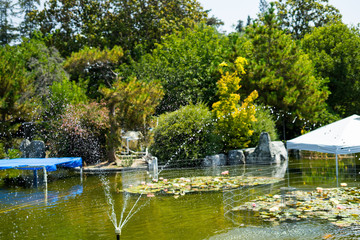 Fototapeta premium Plants in Japanese Garden