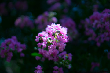 Plants in Japanese Garden