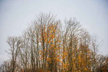 Colorful and bright background made of fallen autumn leaves