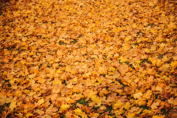 Colorful and bright background made of fallen autumn leaves
