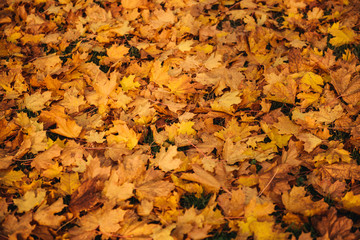 Colorful and bright background made of fallen autumn leaves