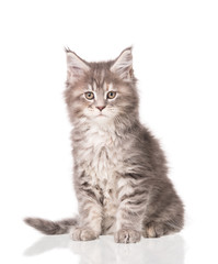 Maine Coon kitten