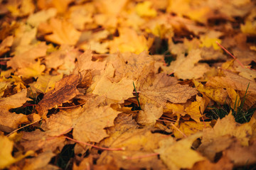 Colorful and bright background made of fallen autumn leaves
