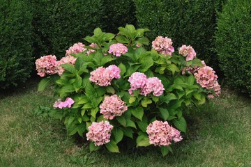 Velvet curtains Hydrangea bush of pink hydrangea in a garden