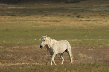Obraz na płótnie Canvas Wild Horse in Utah in Summer