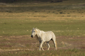 Wild Horse in Utah in Summer