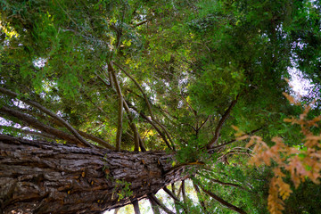 Plants in Japanese Garden
