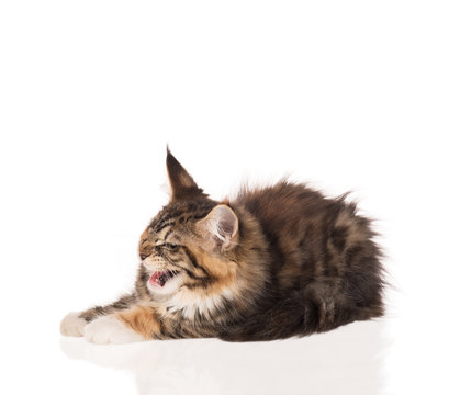 Maine Coon kitten