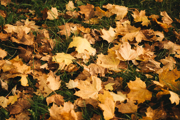 Colorful and bright background made of fallen autumn leaves