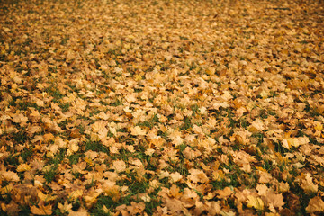Colorful and bright background made of fallen autumn leaves