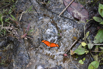 Butterfly in the Mud
